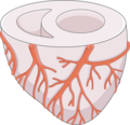 Myocardial perfusion - Systole