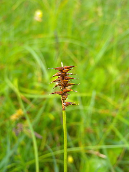 File:Carex davalliana female.jpg