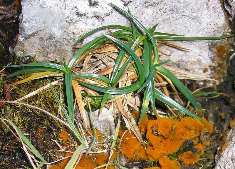File:Carex firma.jpg