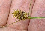 Gambar mini seharga Carex lutea