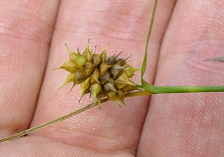 Carex lutea