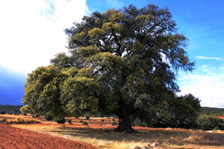 Carrasca de Algar.jpeg