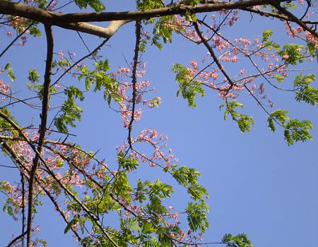 Tập_tin:Cassia_grandis_flower.jpg