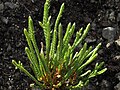 Cassiope 'Askival Snow-wreath'