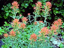 Castillejapruinosa.jpg