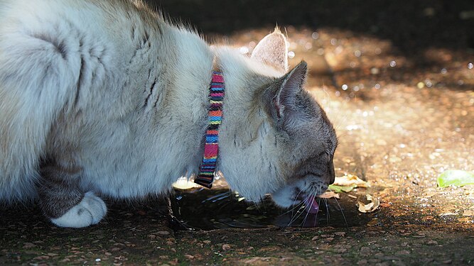 Cat licking water