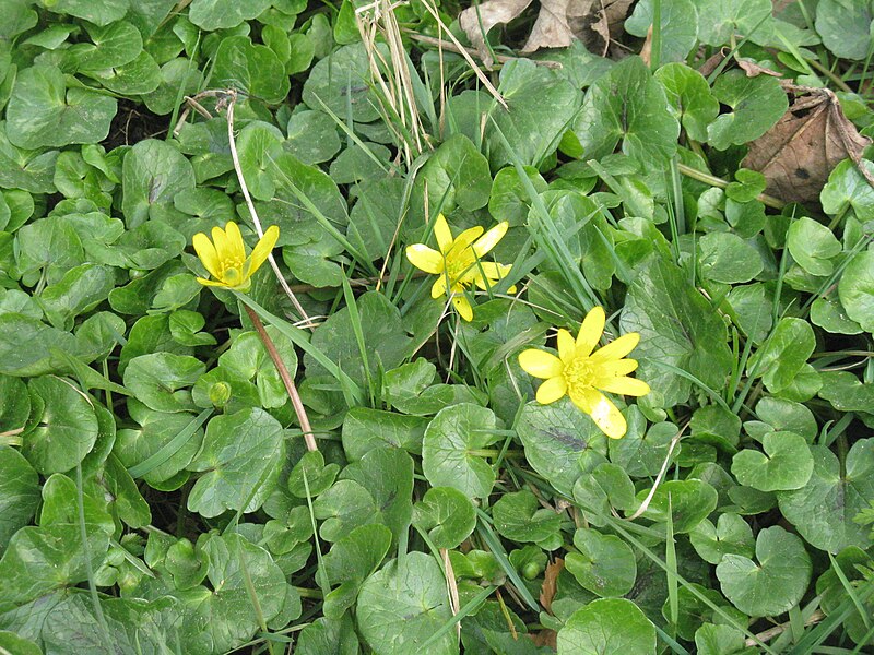 File:Celandines near Linlithgow - geograph.org.uk - 3873361.jpg