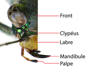 Coleoptera: Généralité, Diversité, Anatomie externe