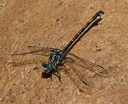 Доросла бабка Ceratogomphus triceraticus