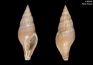 <i>Ceratoxancus</i> Genus of gastropods