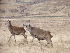 Two hinds in the Highlands