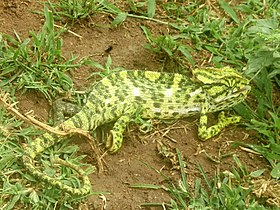 Chameleon, Mysore.jpg