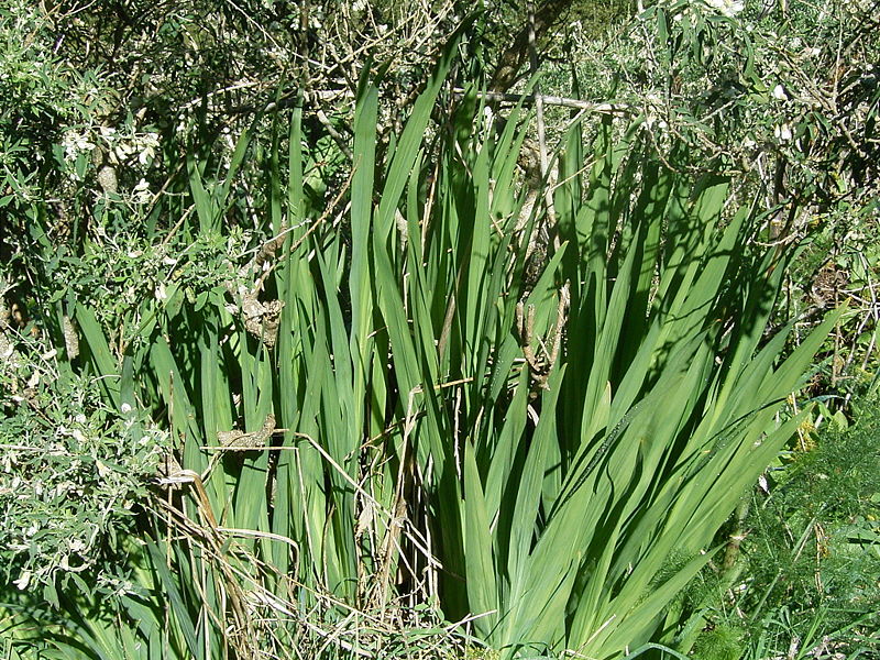 File:Chasmanthe aethiopica (Garafía) 01 ies.jpg