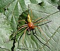 Cheiracanthium punctorium sur un mur de maison