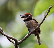 Chestnut-capped puffbird Chestnut-capped Puffbird.jpg