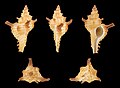 * Nomination Shell of a Penchinat's Murex, Chicoreus strigatus --Llez 05:42, 24 December 2020 (UTC) * Promotion  Support Good quality.--Agnes Monkelbaan 05:45, 24 December 2020 (UTC)
