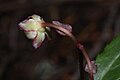 Chimaphila umbellata