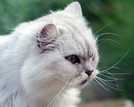 ไฟล์:Chinchilla cat (1569717725).jpg