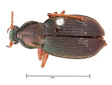 Chlaenius (Chlaenius) aestivus (39698397154) (cropped).jpg