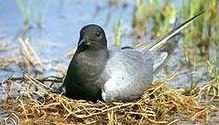 Une guifette noire, oiseau aux plumes blanches et grises sur le corps, et noires sur la tête et le thorax, dans un nid de brindilles au bord de l'eau