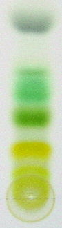 Thin-layer chromatography is used to separate components of a plant extract, illustrating the experiment with plant pigments which gave chromatography its name Chromatography of chlorophyll - Step 7.jpg