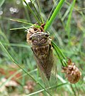 Vignette pour Lyristes plebejus