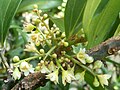 Cinnamomum burmanni, blomtakkies, a, Manie van der Schijff BT.jpg