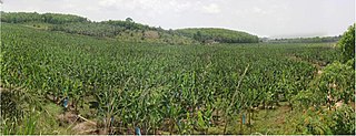<span class="mw-page-title-main">Banana production in Ivory Coast</span>