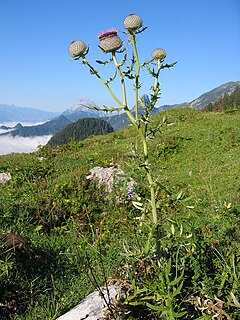 <i>Cirsium eriophorum</i> species of plant