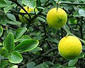 Citrus trifoliata fruits.jpg