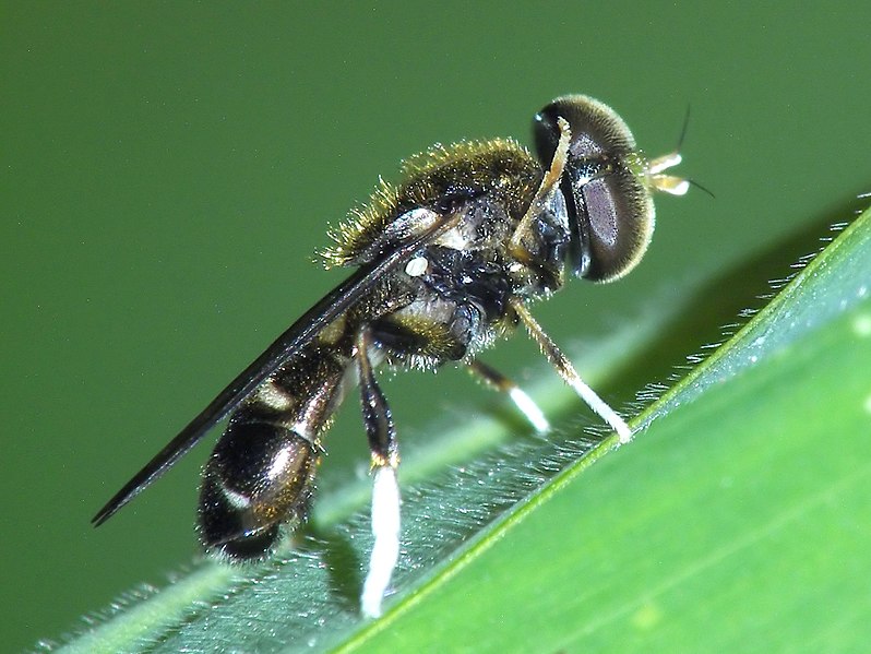 File:Cleaning Time (271908442).jpg