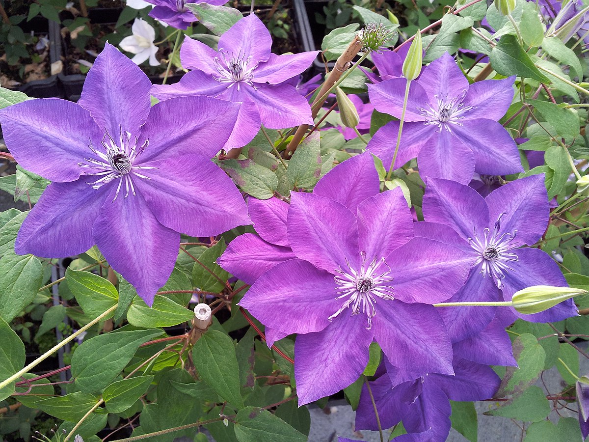 Клематис Amethyst Beauty