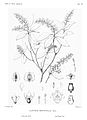 Cliftonia monophylla - Sargent - 1891 - vol. 2 tab. LII.jpg