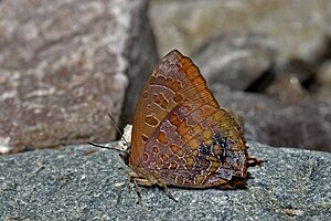 Close wing basking of Arhopala eumolphus Cramer, 1780 – Green Oakblue WLB DSC 5434.jpg