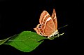 * Nominācija: Close wing resting of Abisara bifasciata Moore, 1877 - Double-banded Judy --Sandipoutsider 20:02, 22 May 2024 (UTC) * * Nepieciešama recenzija