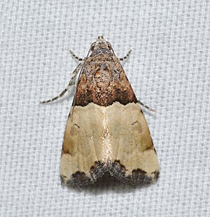 Cobubatha dividua (33959353265).jpg