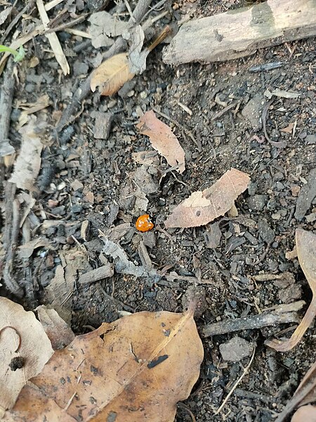 File:Coccinella septempunctata or Seven-spot ladybird.jpg