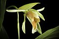 Coelogyne lycastoides