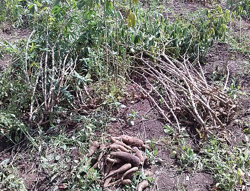 Cassava Harvest