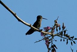 Kolibri i naturreservatet Montibelli