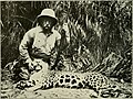 Colonel Roosevelt's first South American jaguar, 1914