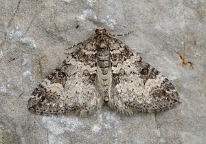 Colostygia aptata Buchstein01.jpg