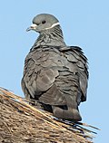 Thumbnail for White-collared pigeon