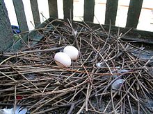 Feral pigeon nests are common sources of avian mites and should be removed as part of the treatment process. Columba livia nest 2 eggs.jpg