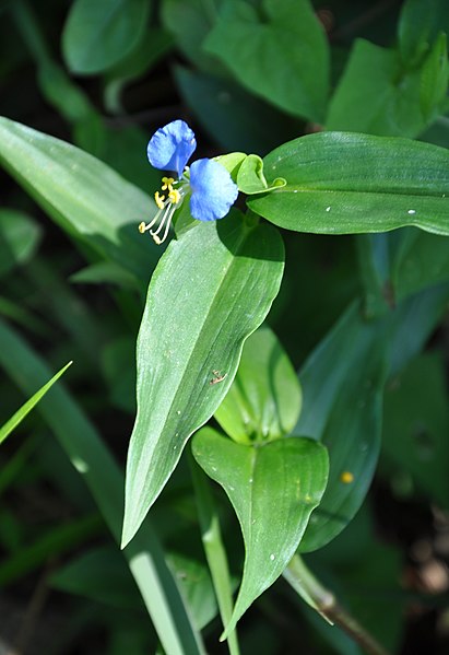 File:Commelina communis plant (cropped from orig).JPG