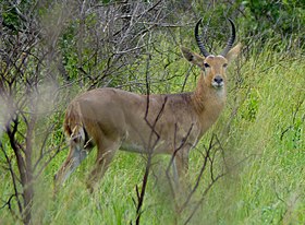Common Reedbuck (Redunca arundinum), Kruger National Park.jpg