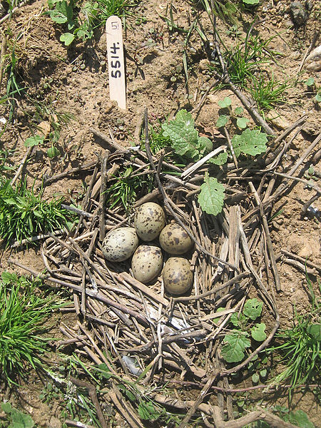 File:Common Tern Nest with Five Eggs (3593856768).jpg