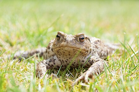 Tập_tin:Common_Toad_(European_Toad).jpg