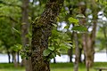 Image 651Common alder (Alnus glutinosa) at Lagoa das Furnas, São Miguel Island, Azores, Portugal