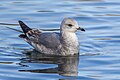 * Nomination A common gull (Larus canus) in parc George-Valbon, France. --Alexis Lours 15:11, 18 February 2024 (UTC) * Promotion  Support Good quality. --Poco a poco 18:21, 18 February 2024 (UTC)